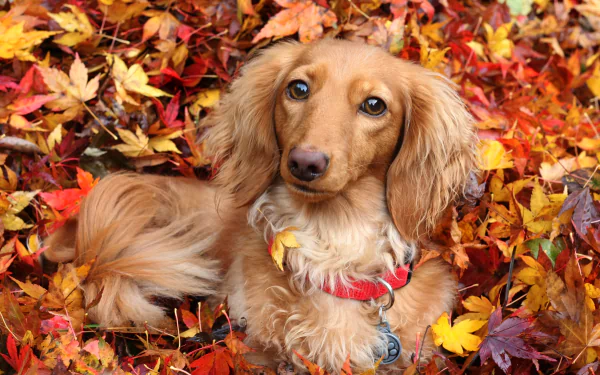 A dachshund dog with a red collar lies among vibrant fall leaves, captured in stunning 4K Ultra HD detail.