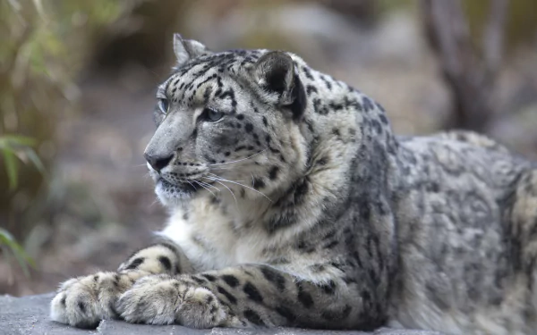 A striking snow leopard rests gracefully on a rocky surface, showcasing its beautiful fur and captivating gaze, designed as a 4K Ultra HD PC desktop wallpaper and background.