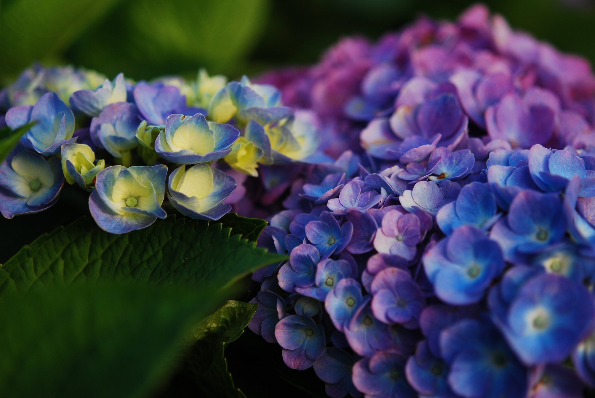 Download Blue Flower Flower Close-up Nature Hydrangea HD Wallpaper