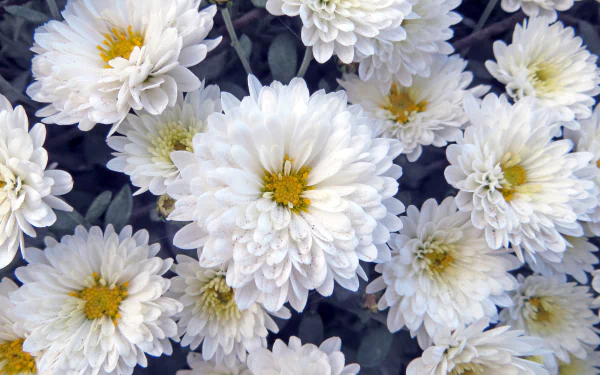 white flower flower nature chrysanthemum HD Desktop Wallpaper | Background Image