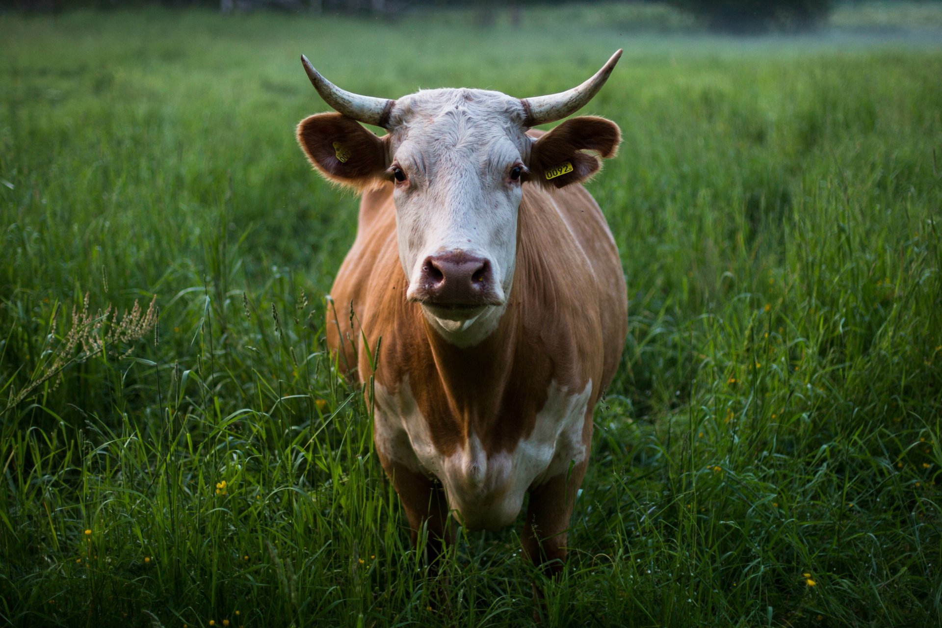 Serene Cow in Grass - 4K Ultra HD Wallpaper