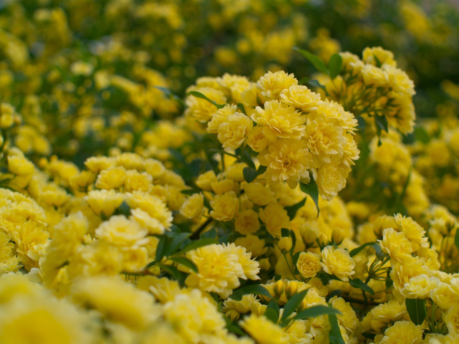 Close-up of dense yellow flowers and green foliage in nature — 4K Ultra HD PC desktop wallpaper and background.