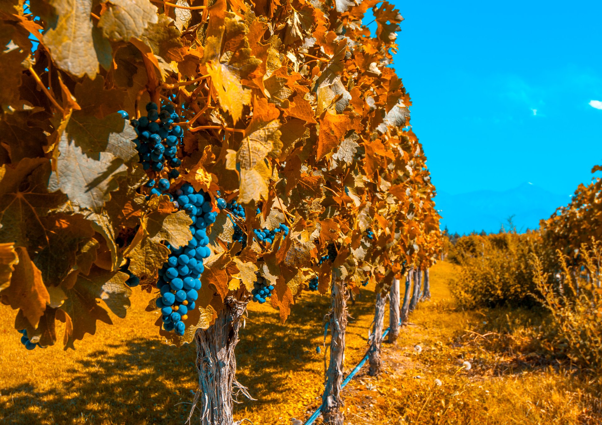 Download Grapes Fall Man Made Vineyard 4k Ultra HD Wallpaper