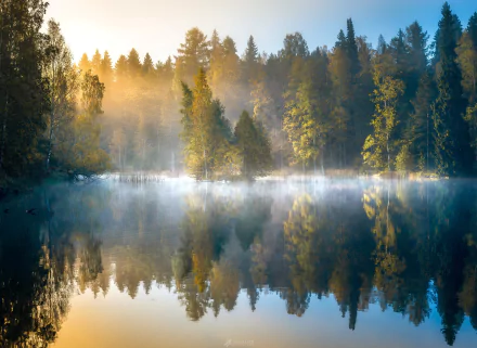 HD desktop wallpaper of a serene forest with tall trees reflected in calm water, shrouded in morning fog and bathed in soft sunlight.