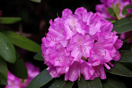 pink flower flower nature Rhododendron HD Desktop Wallpaper | Background Image