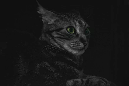 green eyes Animal cat HD Desktop Wallpaper | Background Image