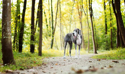 path forest dog Animal great dane HD Desktop Wallpaper | Background Image