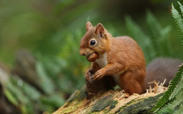 Animal Squirrel Rodent Blur HD Wallpaper | Background Image