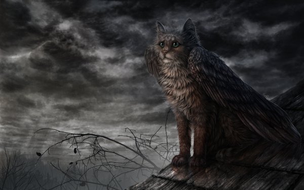 Fantasy Creature Cat Wings HD Wallpaper | Background Image