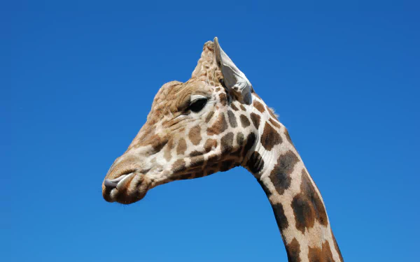 Close up of a giraffes head by lstewart1