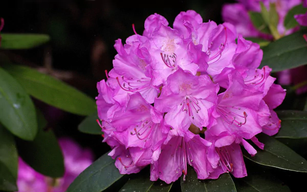 pink flower flower nature Rhododendron HD Desktop Wallpaper | Background Image