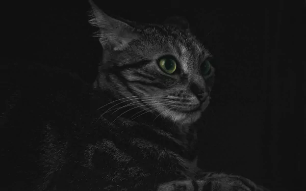 green eyes Animal cat HD Desktop Wallpaper | Background Image