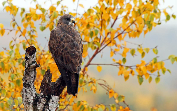 A majestic hawk perched on a tree branch against a backdrop of autumn leaves, captured in vivid 4K Ultra HD detail for a stunning desktop wallpaper.
