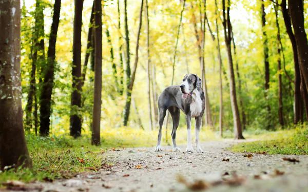 A Great Dane standing on a forest path surrounded by tall trees, captured in an HD desktop wallpaper image.