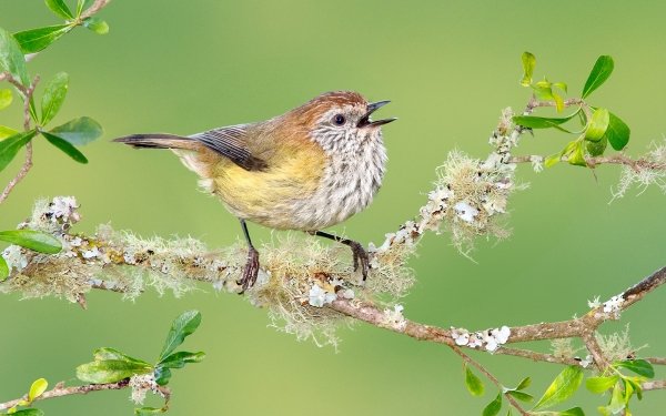 Animal Bird Birds Striated Thornbill Branch HD Wallpaper | Background Image