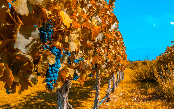Vibrant fall vineyard with ripe grapes hanging from man-made trellises under a clear blue sky, captured in 4K Ultra HD for a stunning PC desktop wallpaper.