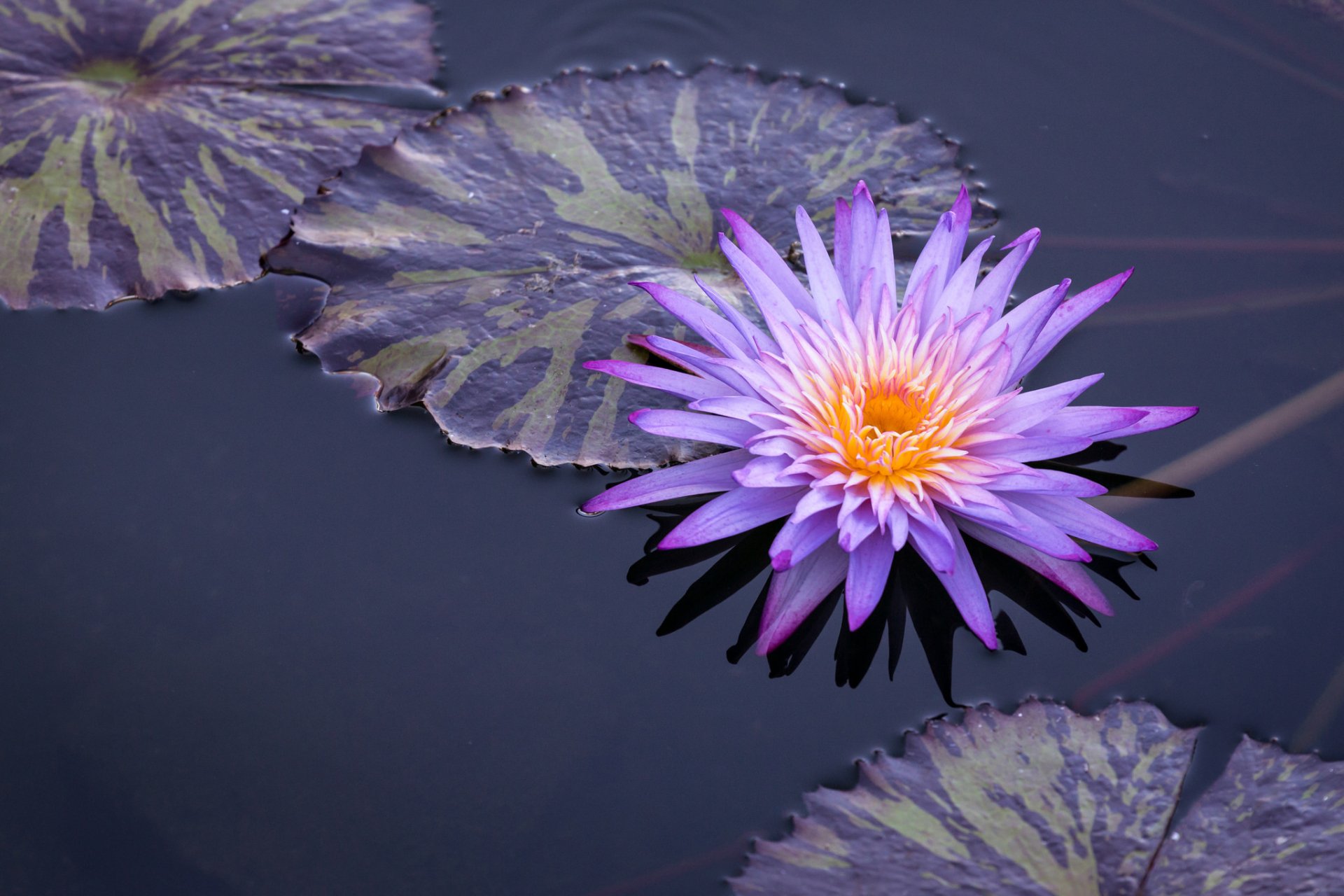 Purple water lily bloom with patterned lily pads on dark water, HD PC desktop wallpaper background of nature.