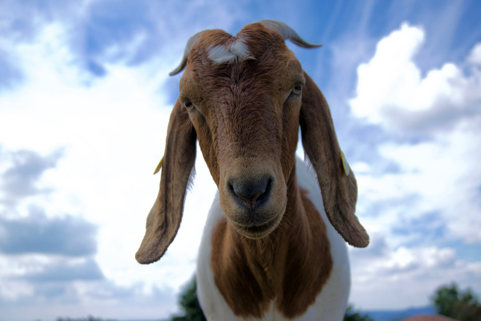 HD desktop wallpaper featuring a close-up of a brown and white goat against a partly cloudy blue sky background.
