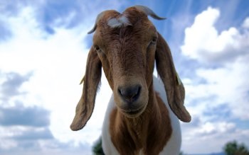 78 Goat HD Wallpapers | Background Images - Wallpaper Abyss