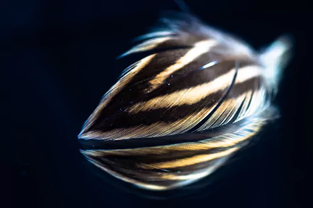 Close-up photography of a feather resting on a reflective surface, creating a sharp mirrored image with dark, blurred background; HD desktop wallpaper and background.