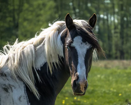 HD PC desktop wallpaper and background showing an animal — a black-and-white pinto horse with flowing mane in a sunlit green field.