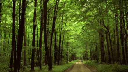 A serene dirt road winds through a lush green forest, surrounded by tall trees and vibrant foliage, creating a tranquil atmosphere. HD desktop wallpaper showcasing nature's beauty.