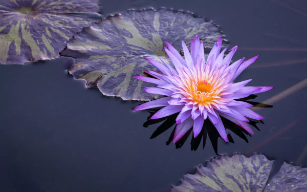 Purple water lily bloom with patterned lily pads on dark water, HD PC desktop wallpaper background of nature.