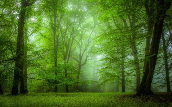 Earth Forest Nature Green Fog Tree HD Wallpaper | Background Image