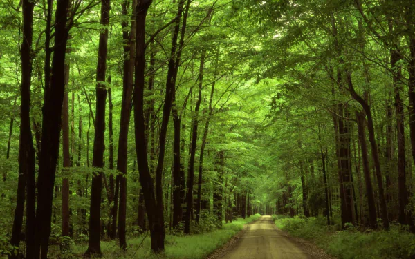 A serene dirt road winds through a lush green forest, surrounded by tall trees and vibrant foliage, creating a tranquil atmosphere. HD desktop wallpaper showcasing nature's beauty.