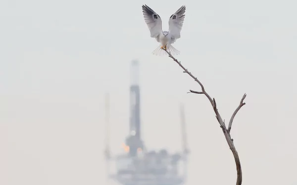 branch bird white Animal kite HD Desktop Wallpaper | Background Image