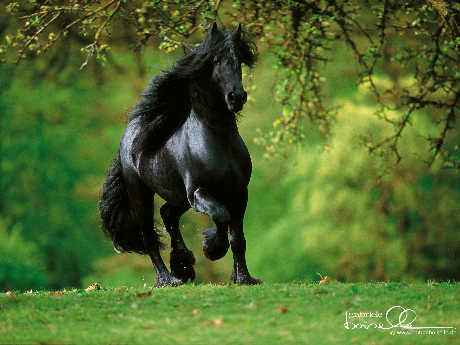 HD PC desktop wallpaper/background: a majestic black horse (animal) galloping through a lush green meadow beneath overhanging tree branches.