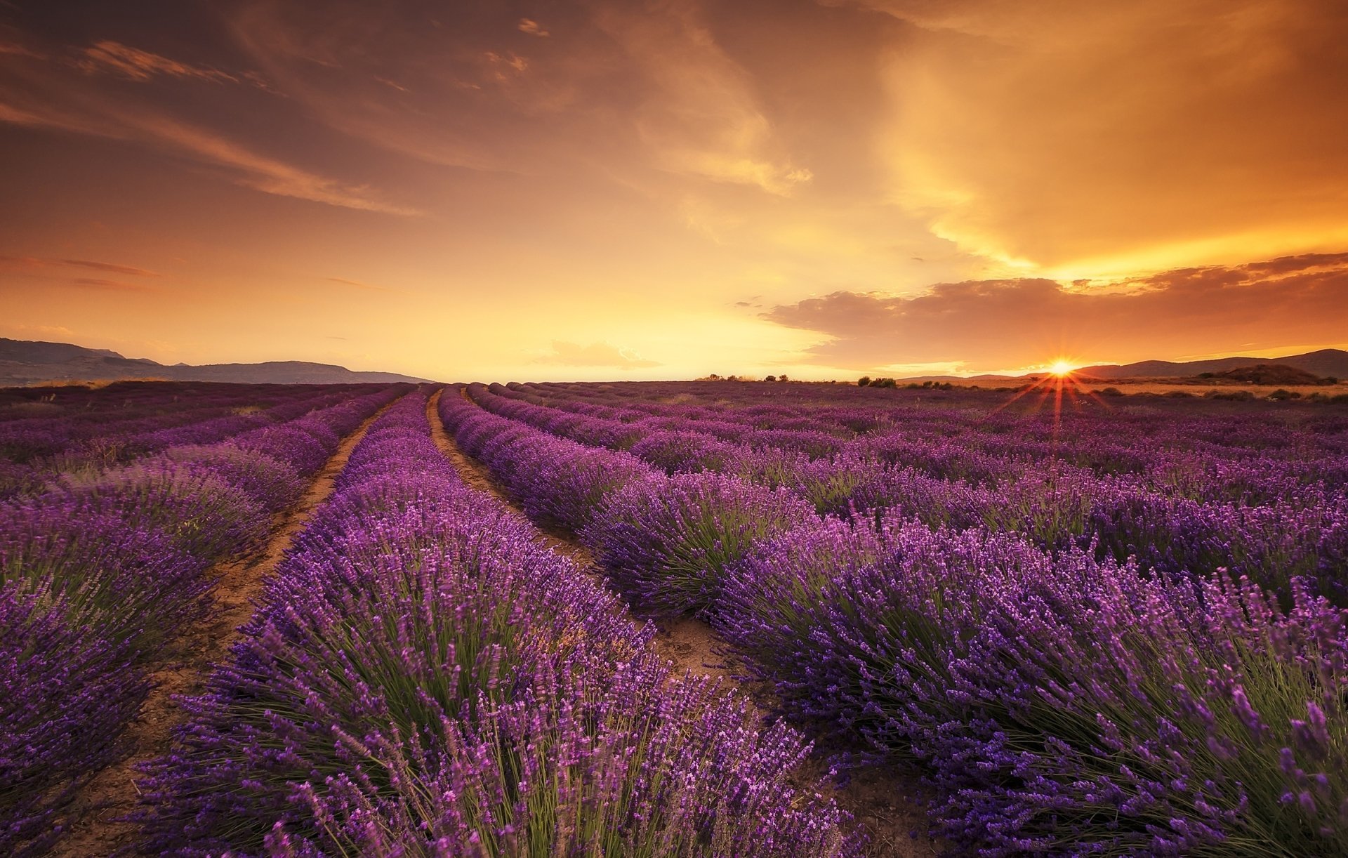 A stunning HD desktop wallpaper of a lavender field at sunrise, with vibrant purple flowers stretching towards the horizon under a glowing sky.