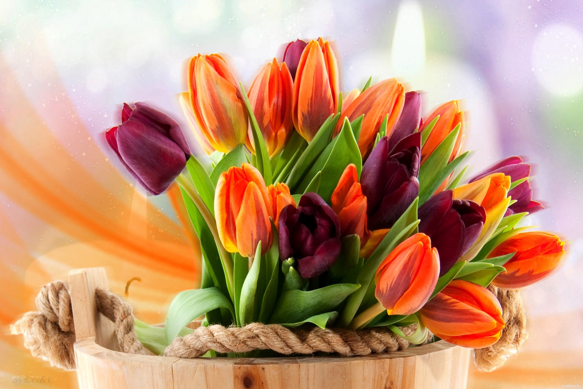 Download Purple Flower Orange Flower Tulip Nature Flower HD Wallpaper ...