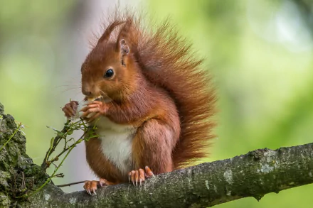Close-up of a red squirrel eating on a mossy branch, fluffy tail raised; rodent portrait and animal scene rendered as a 5K Ultra HD PC desktop wallpaper/background.