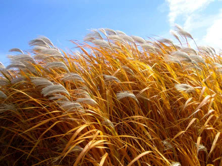  Wheat Field on a Windy Day