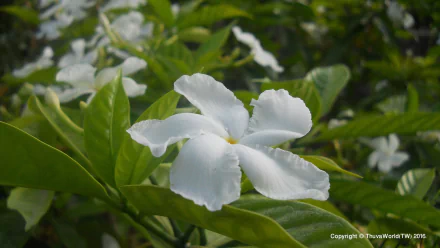  Beautiful Pinwheel Jasmine Flower Wallpaper