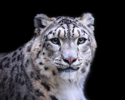 Close-up of a snow leopard's muzzle with piercing eyes against a black background, captured in high definition as a PC desktop wallpaper and background.