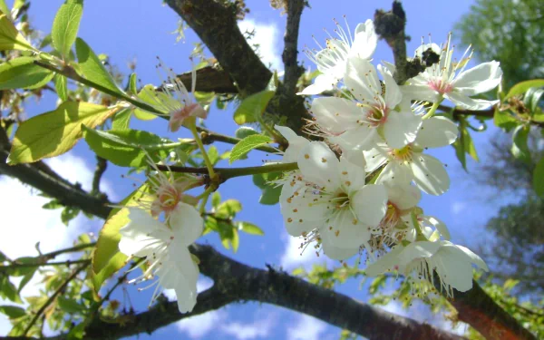 A HD wallpaper displaying white blossoms on a tree branch against a bright blue sky, capturing the beauty of nature.