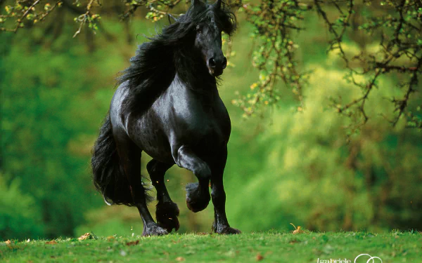 HD PC desktop wallpaper/background: a majestic black horse (animal) galloping through a lush green meadow beneath overhanging tree branches.