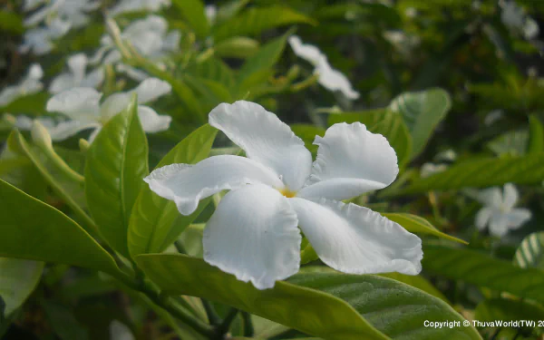  Beautiful Pinwheel Jasmine Flower Wallpaper