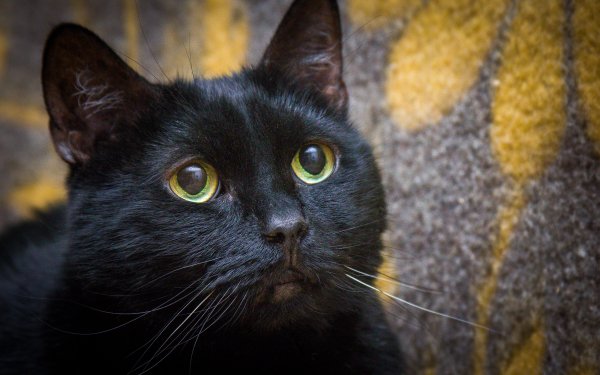 Animal Cat Face Black Black Cat HD Wallpaper | Background Image