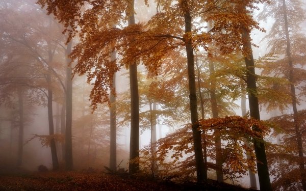 Earth Fog Nature Tree Fall Forest HD Wallpaper | Background Image