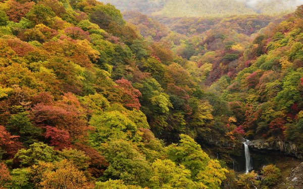 Nature Waterfall Waterfalls River Forest Fall HD Wallpaper | Background Image