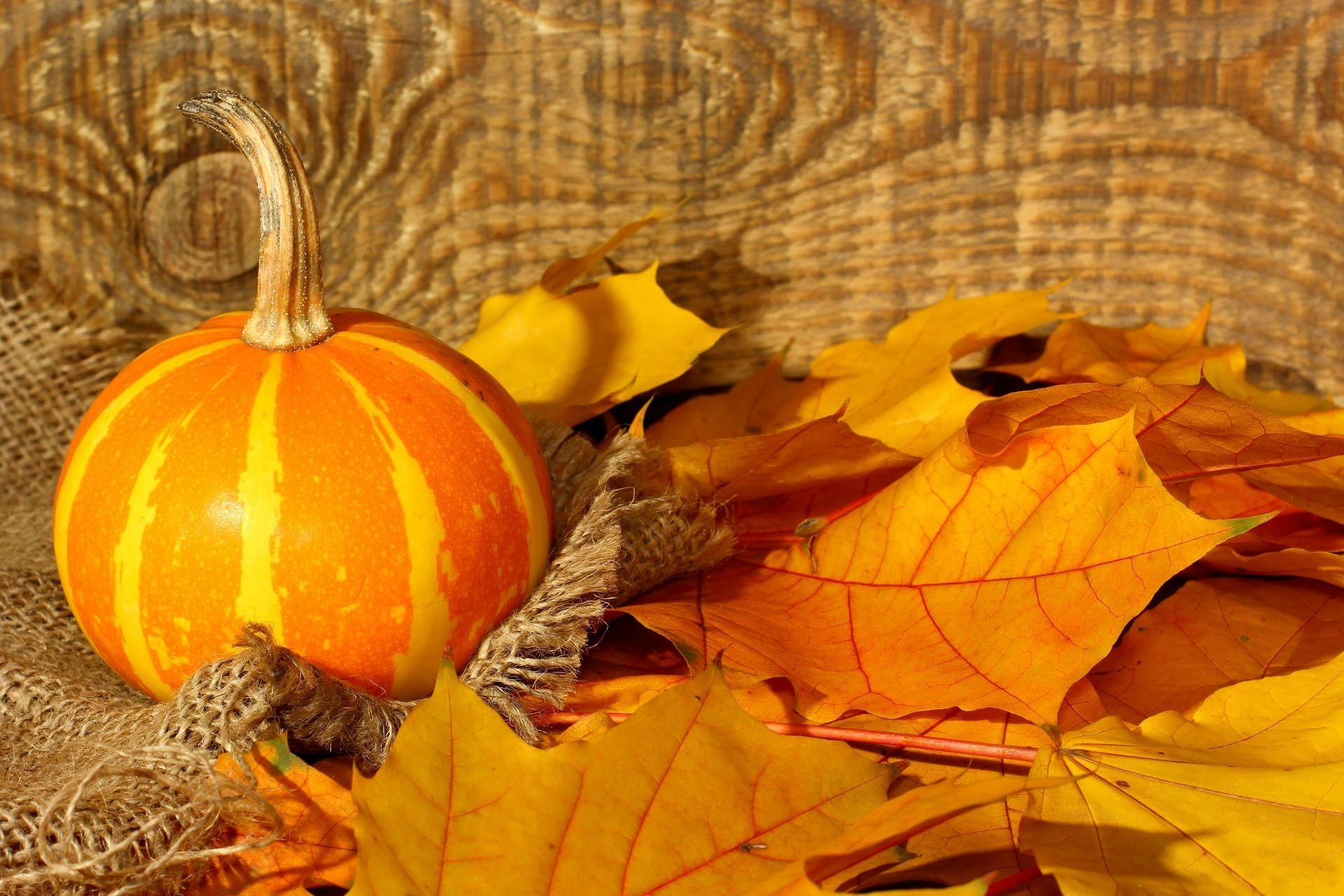 Download Fall Leaf Pumpkin Photography Still Life HD Wallpaper