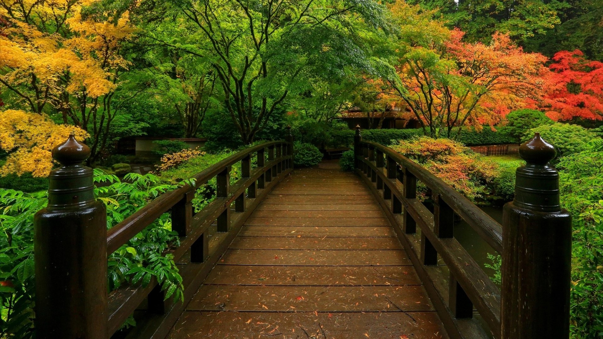 Bridge in Japanese Garden  HD  Wallpaper Background Image 