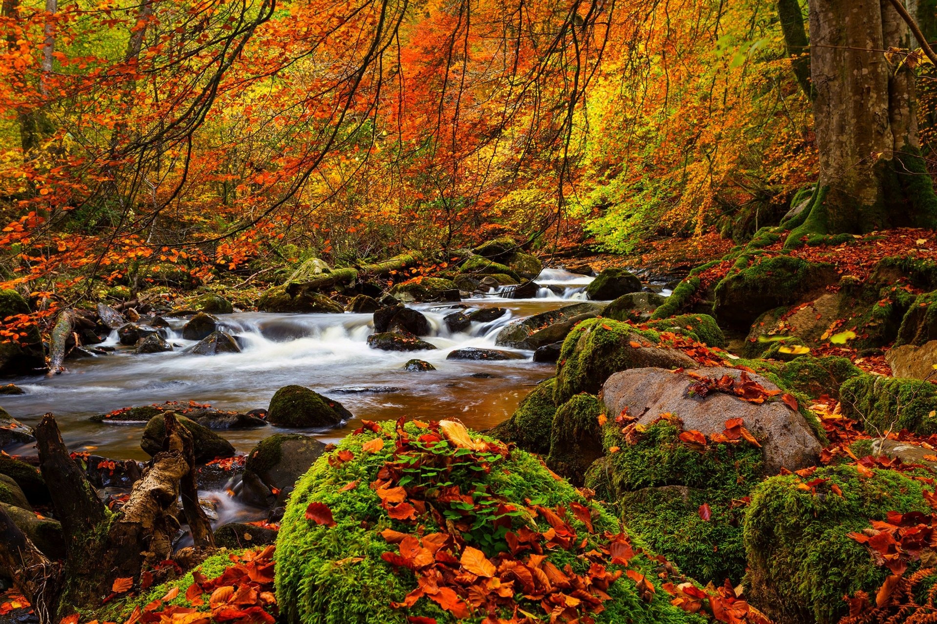 Stream In Autumn Forest 4k Ultra Hd Wallpaper Background Image