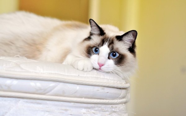 Animal Cat Cats Blue Eyes HD Wallpaper | Background Image