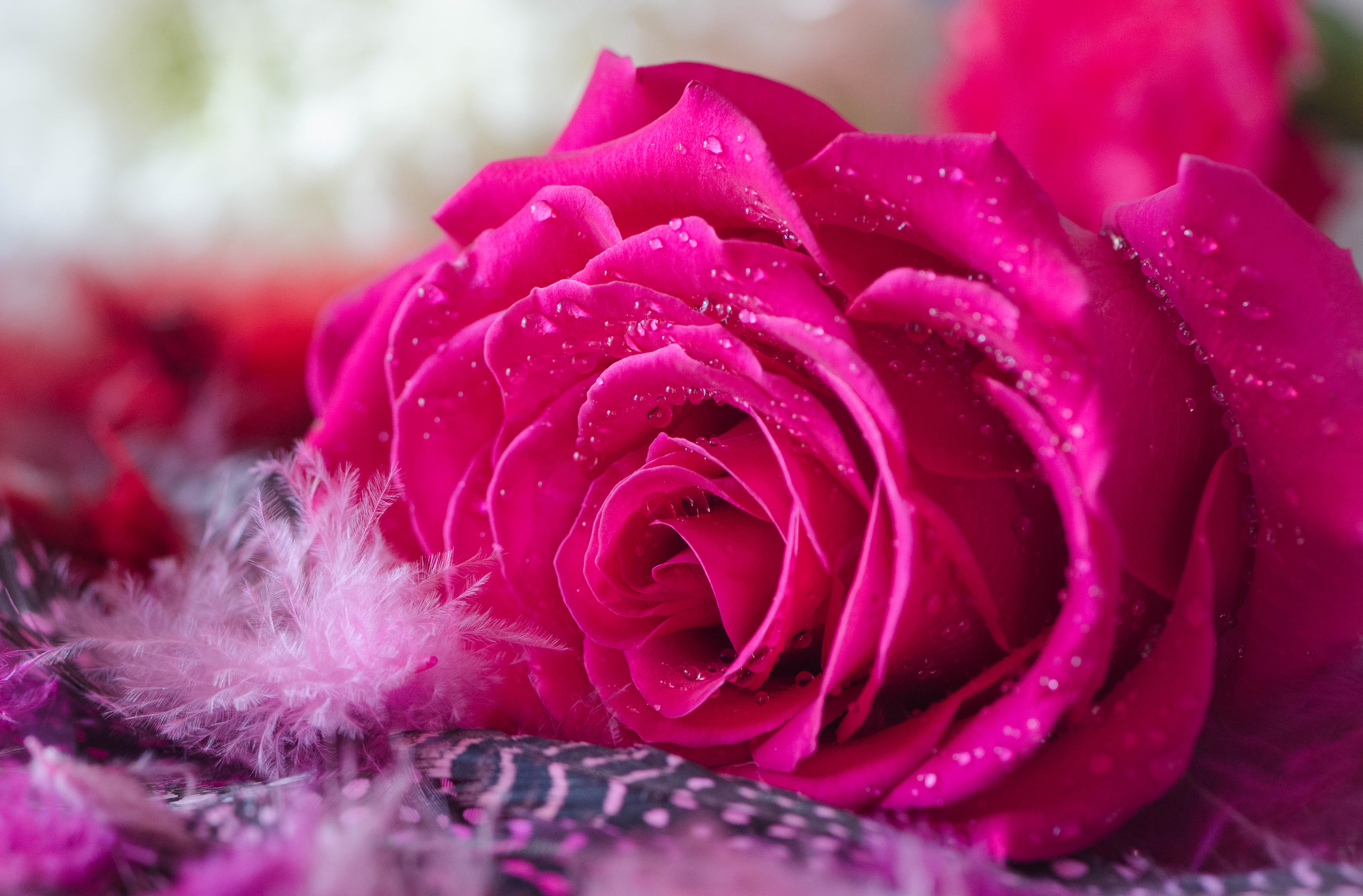  Hot  Pink  Rose 4k Ultra HD Wallpaper  Background Image 