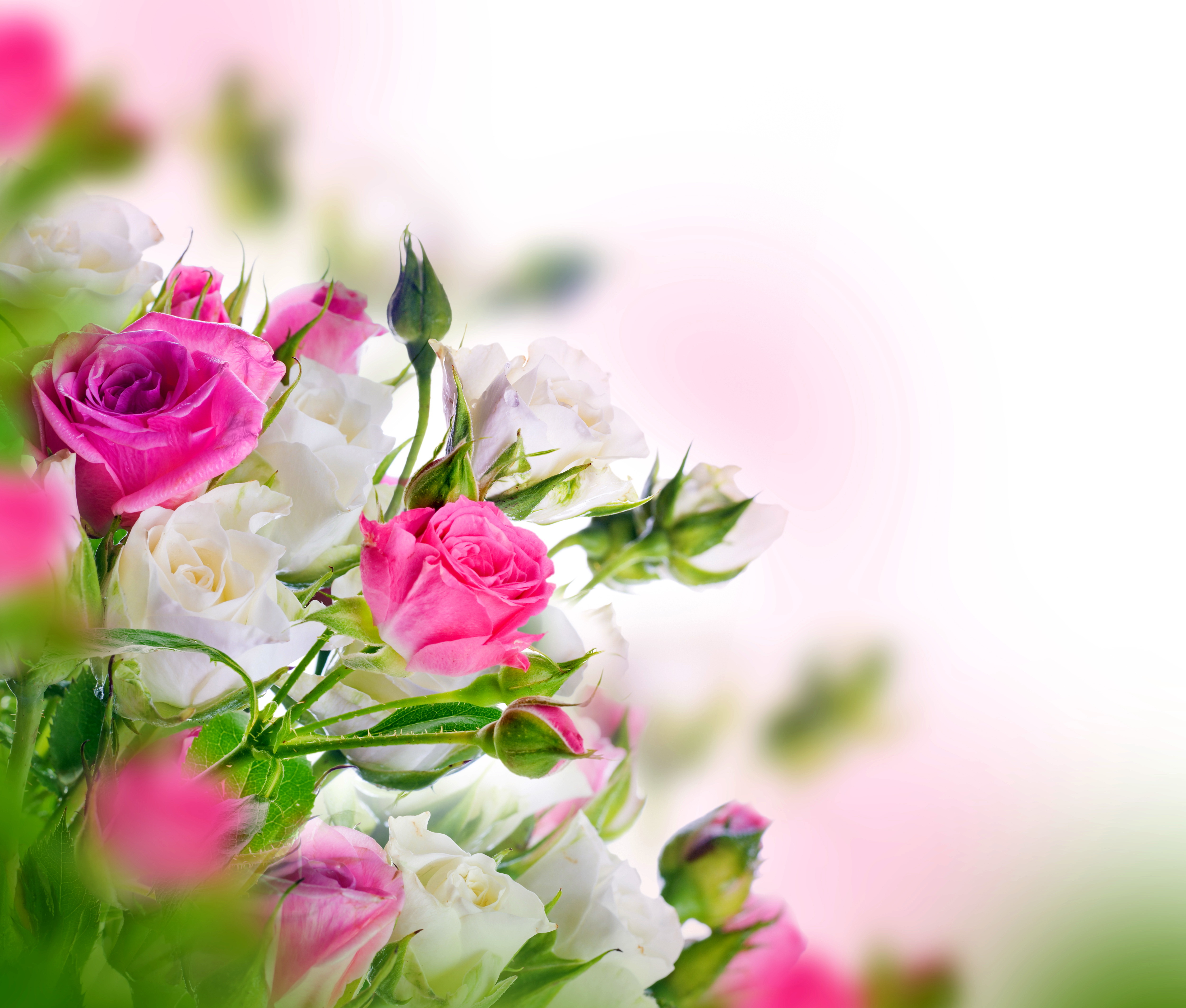 Download Pink Flower White Flower Flower Nature Rose 4k Ultra HD Wallpaper