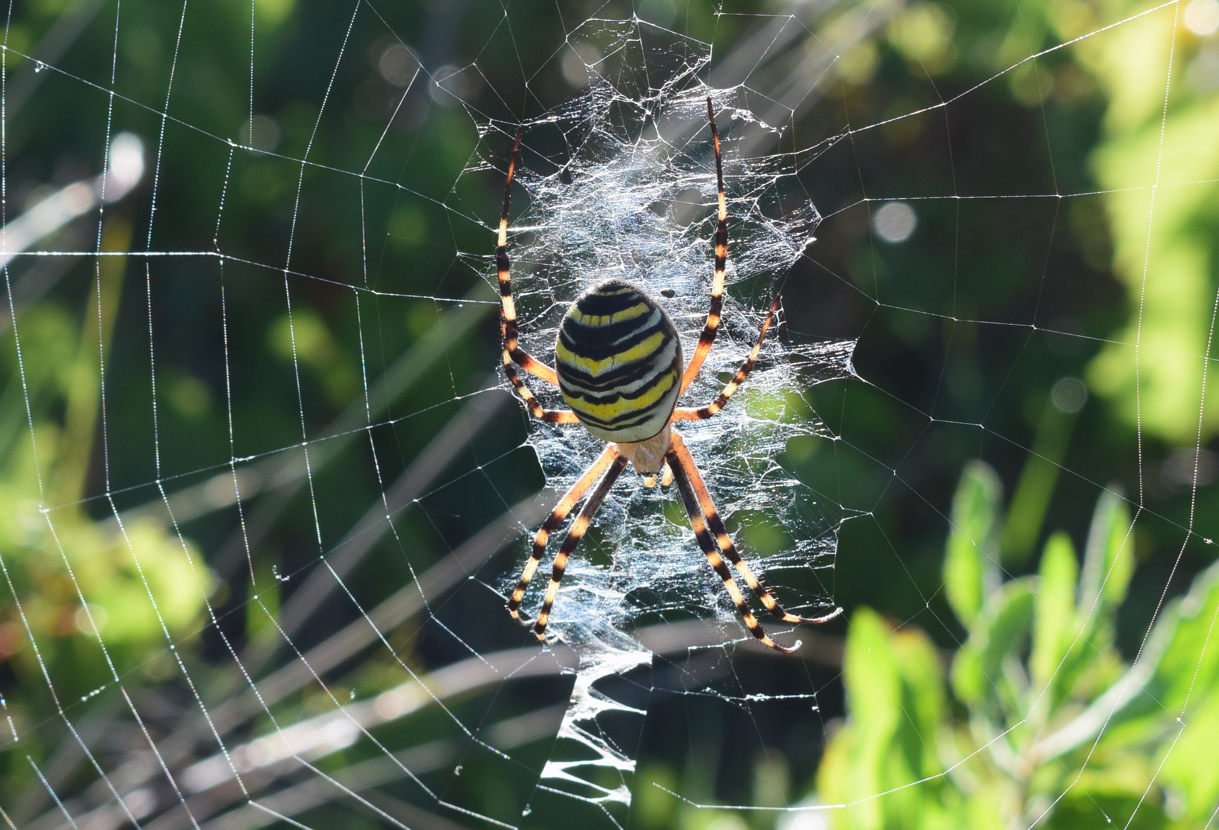 The wasp spider, Argiope bruennichi, is a species of orb-web spider by zseeee